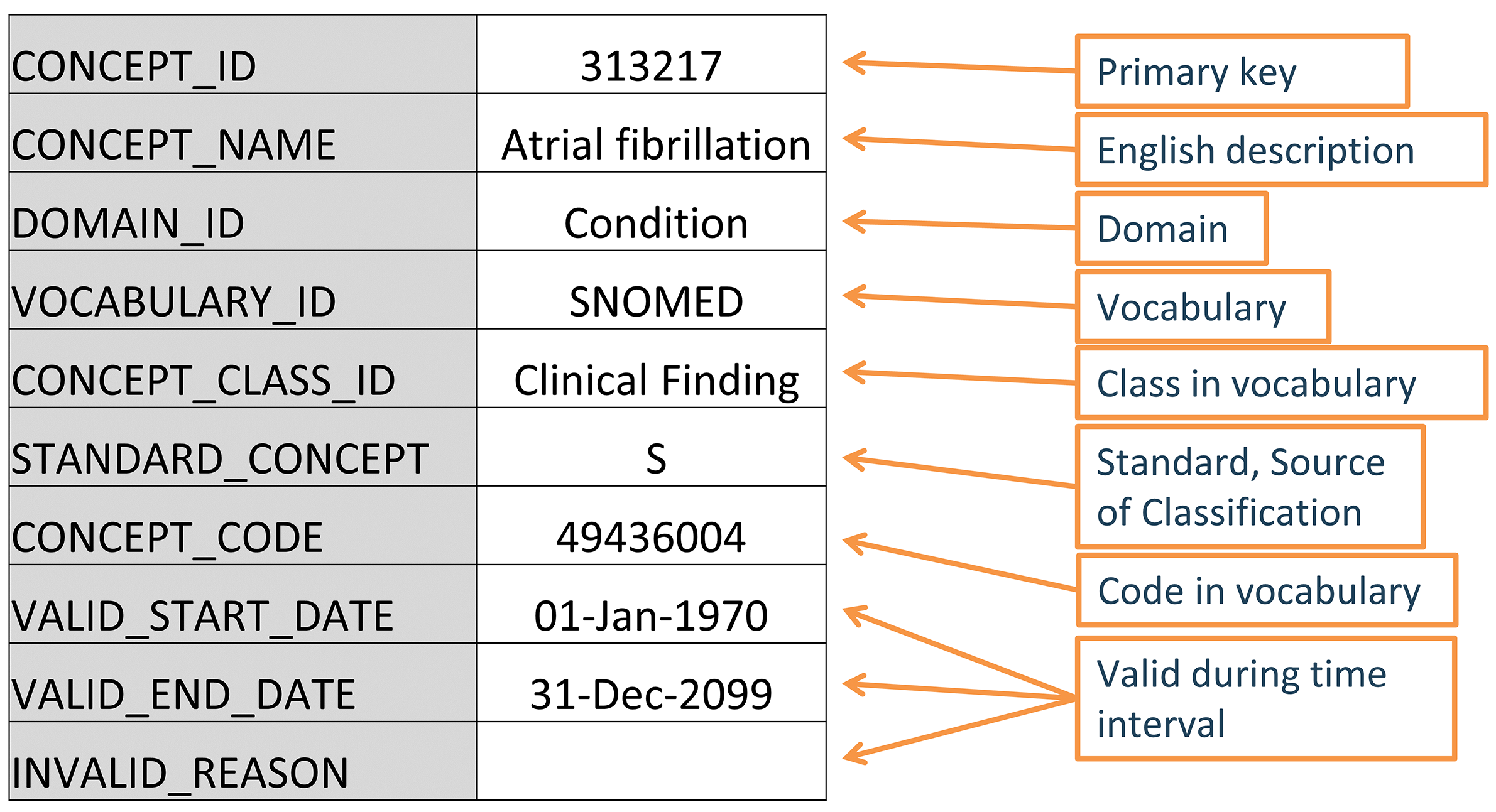 Standard representation of vocabulary concepts in the OMOP CDM. The example provided is the CONCEPT table record for the SNOMED code for Atrial Fibrillation.